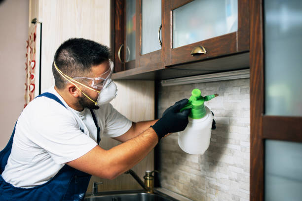 Best Local Pest Control Services  in New London, IA