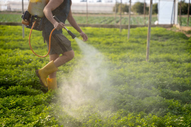Best Insect Control  in New London, IA
